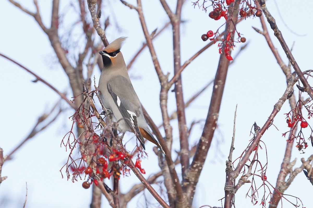 Bohemian Waxwing - ML646604123