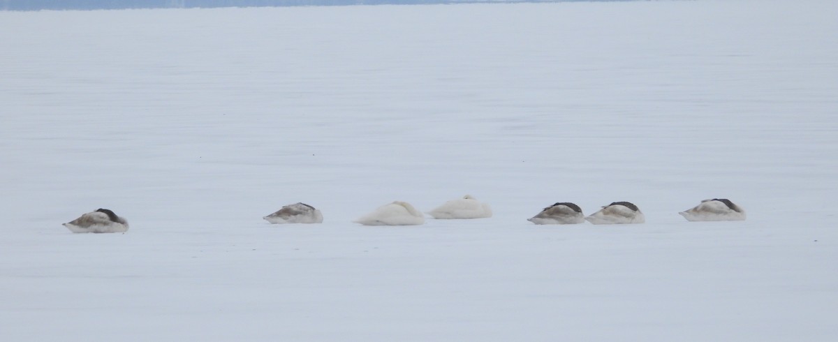 Trumpeter Swan - ML646604125