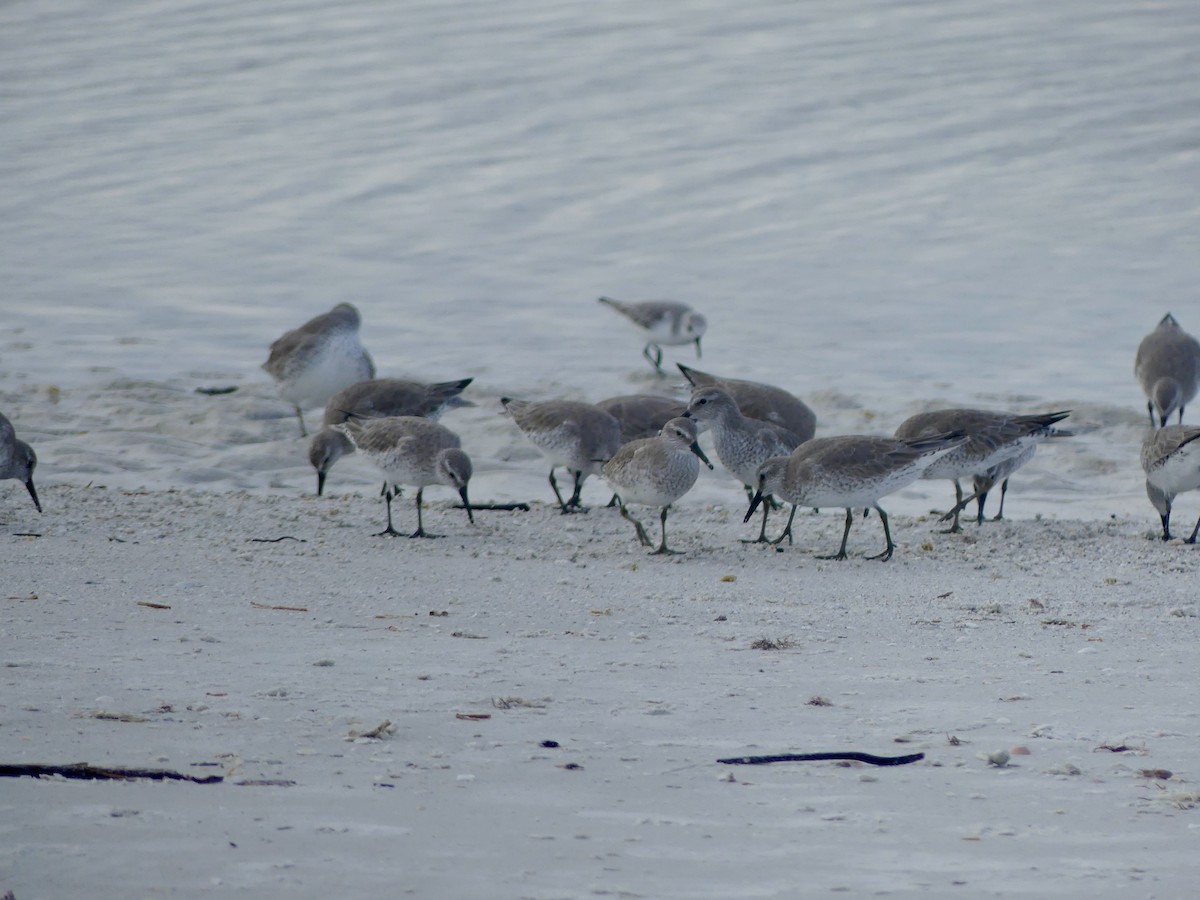 jespák rezavý - ML646604127