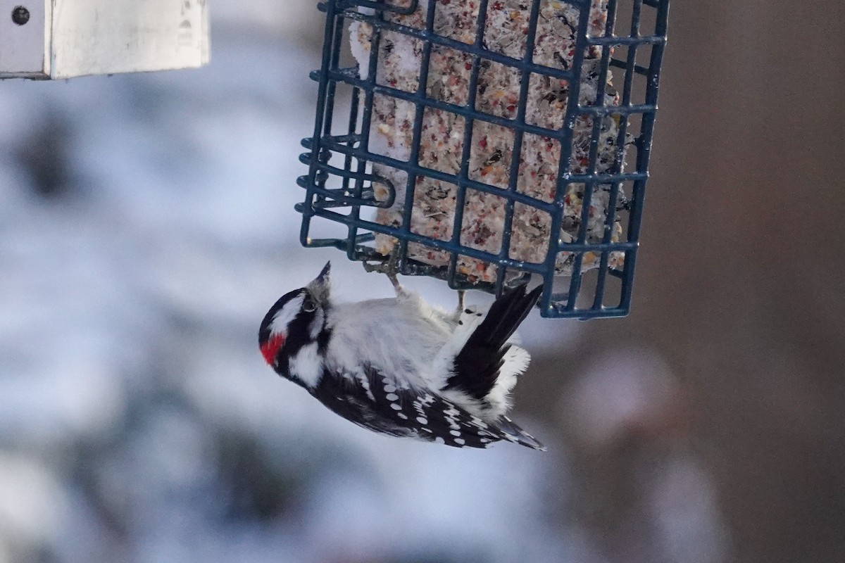 Dunenspecht - ML646604128