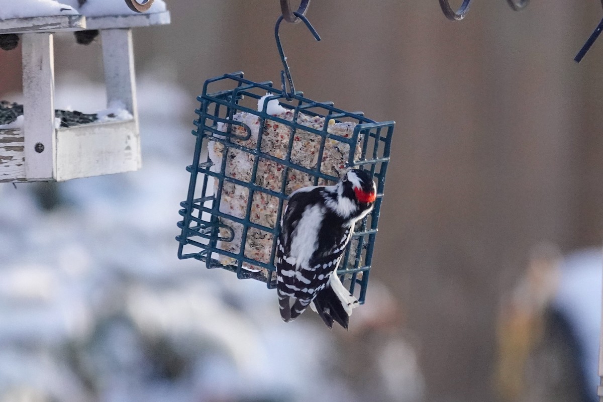 Dunenspecht - ML646604129