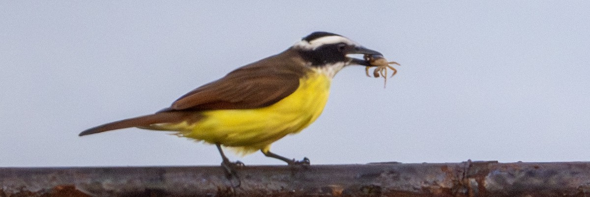 Great Kiskadee - ML646604137