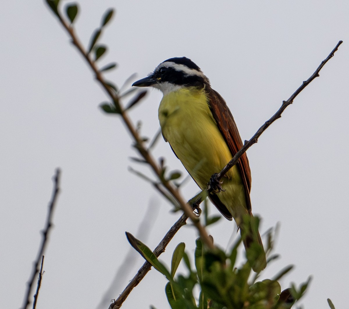 Great Kiskadee - ML646604138