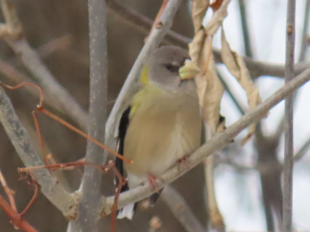 Evening Grosbeak - ML646604146