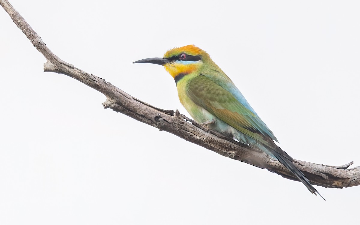 Rainbow Bee-eater - ML646604153