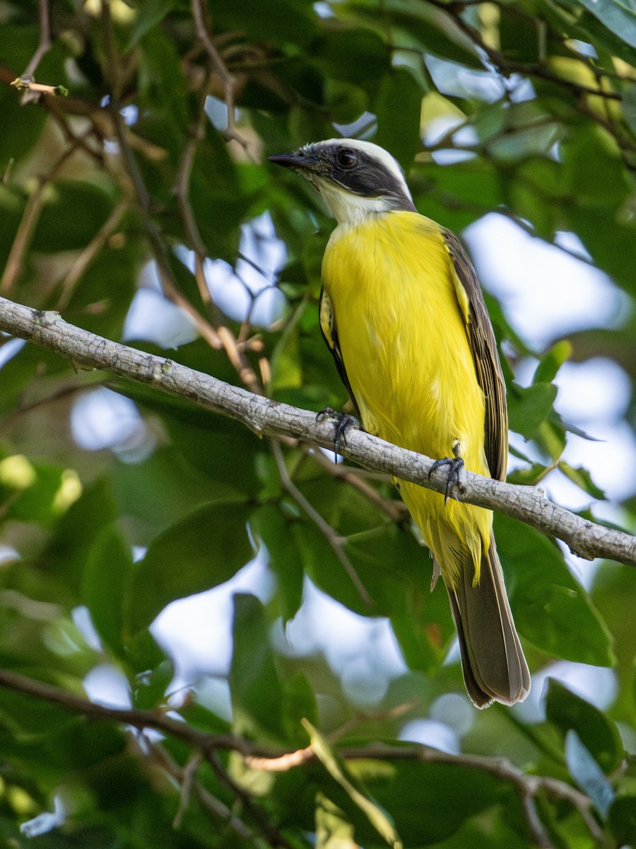 Social Flycatcher - ML646604155