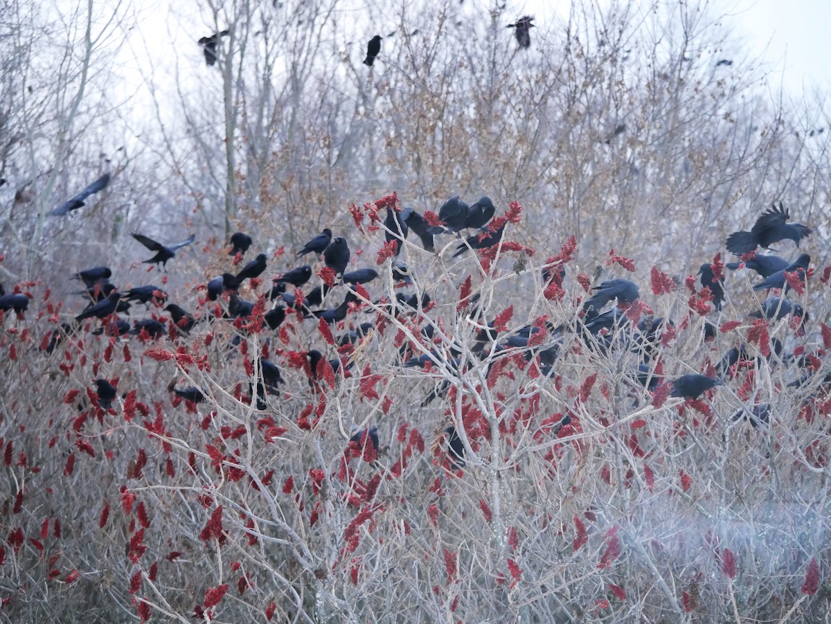 American Crow - ML646604156