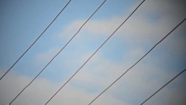 Plain Prinia - ML646604157