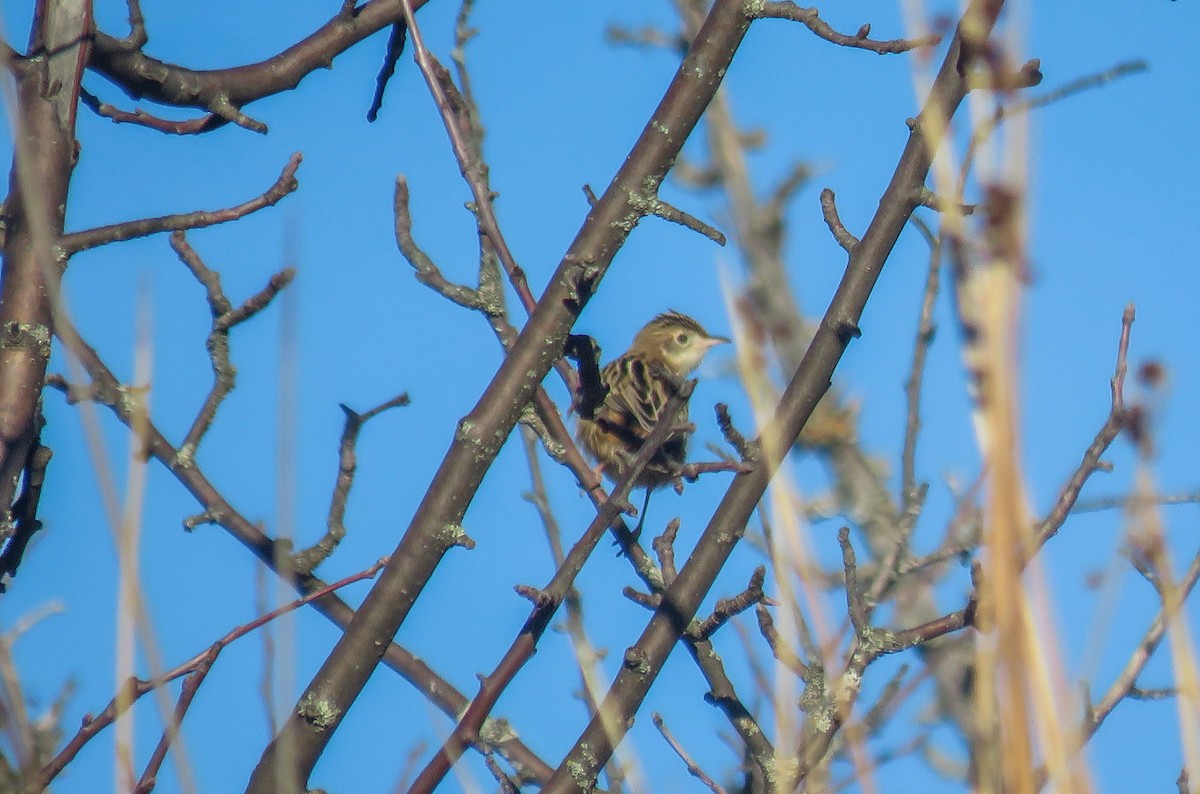 cistussanger - ML646604158