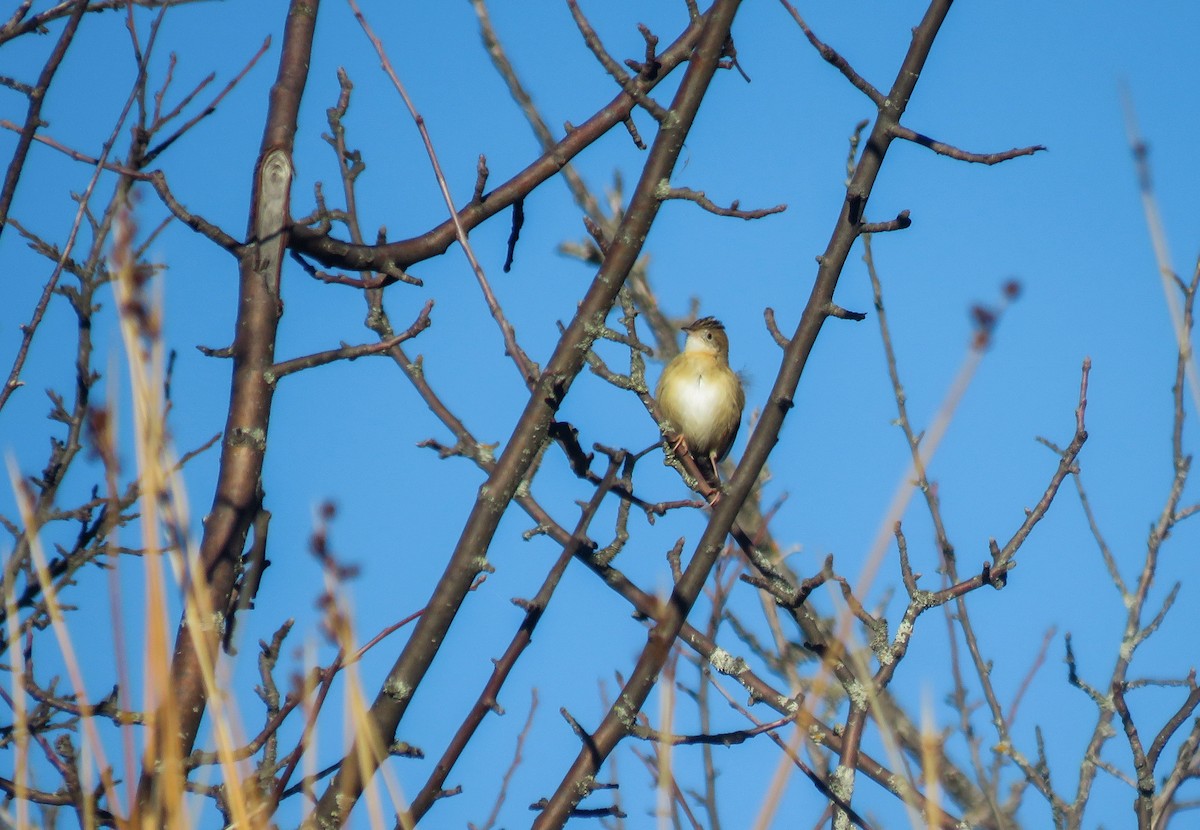 cistussanger - ML646604160