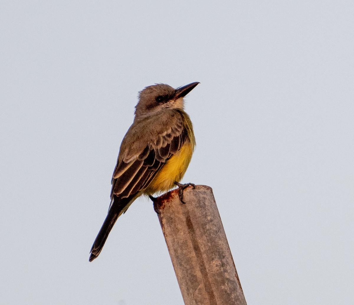Tropical Kingbird - ML646604162
