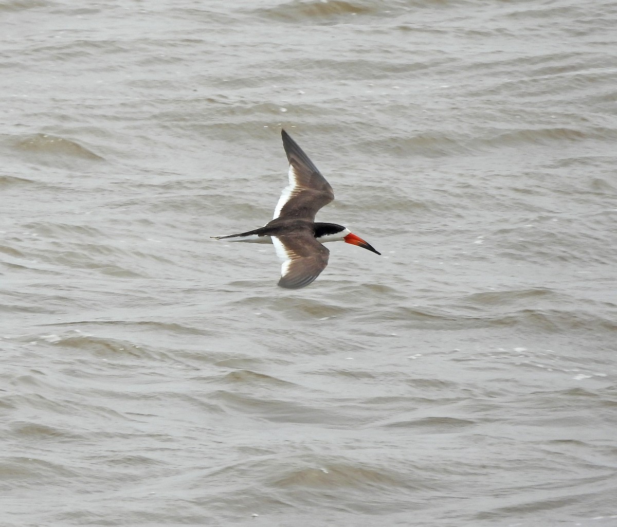 Black Skimmer - ML646604163