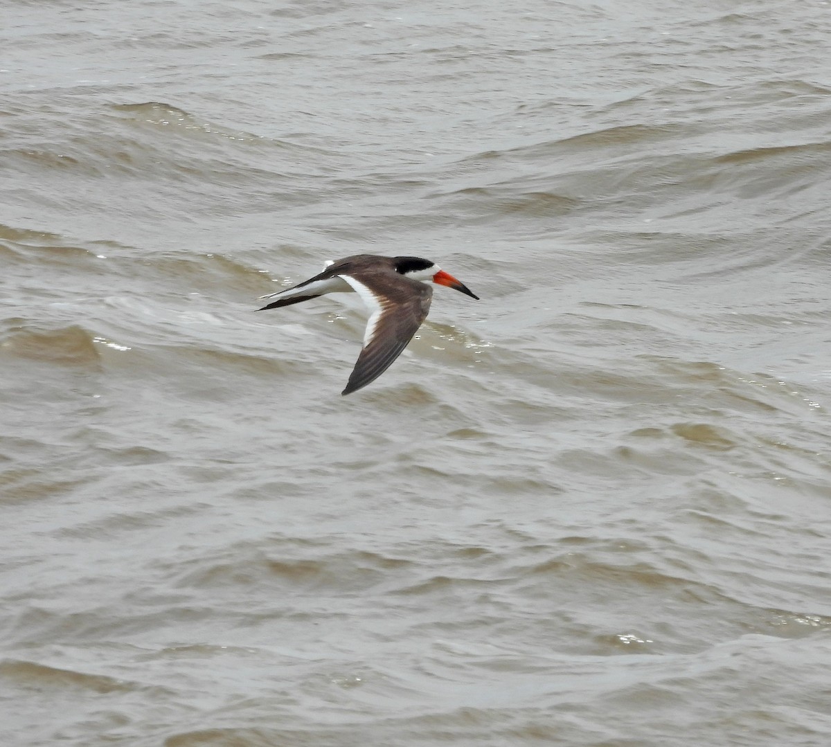 Black Skimmer - ML646604164