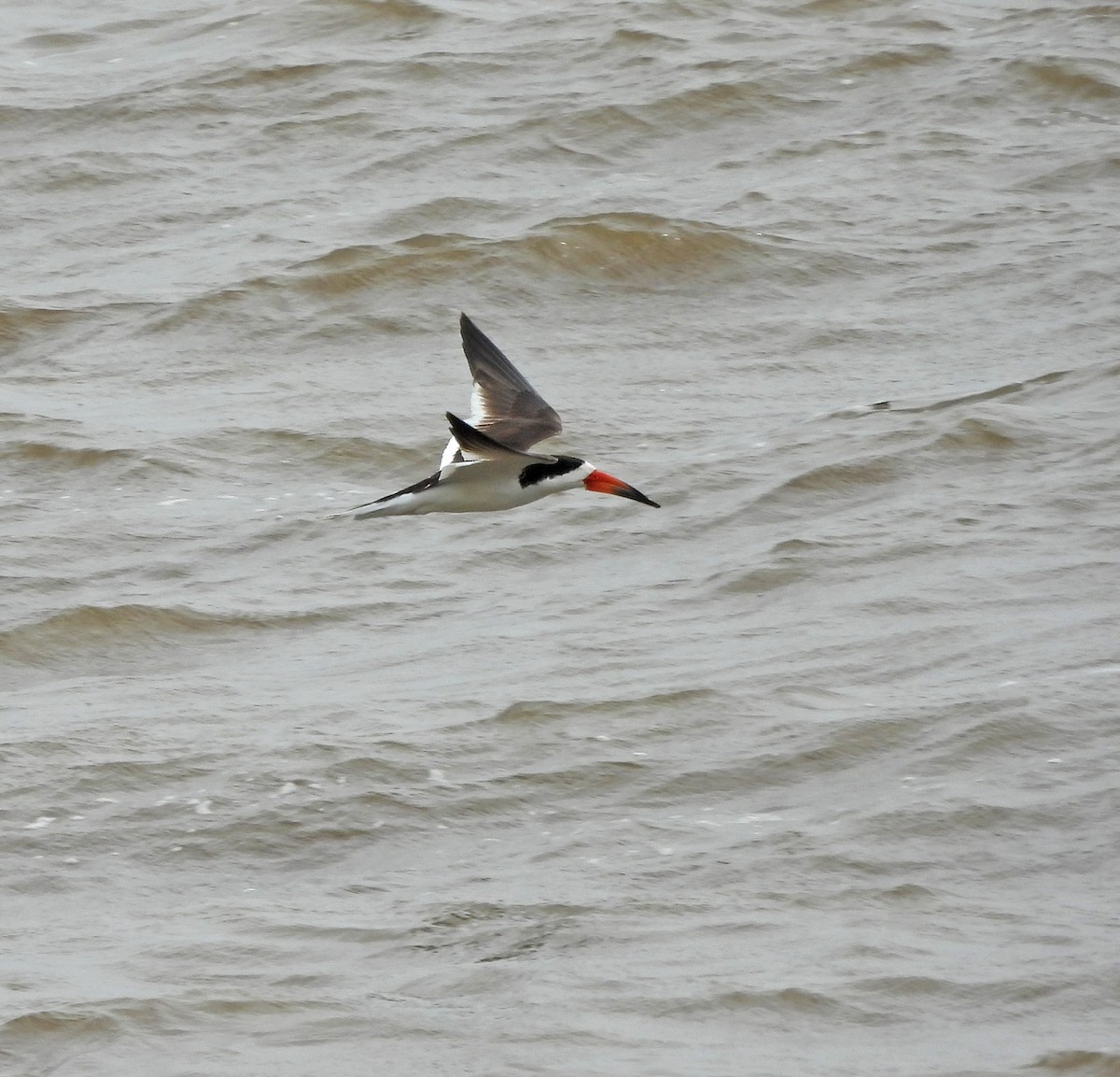 Black Skimmer - ML646604165
