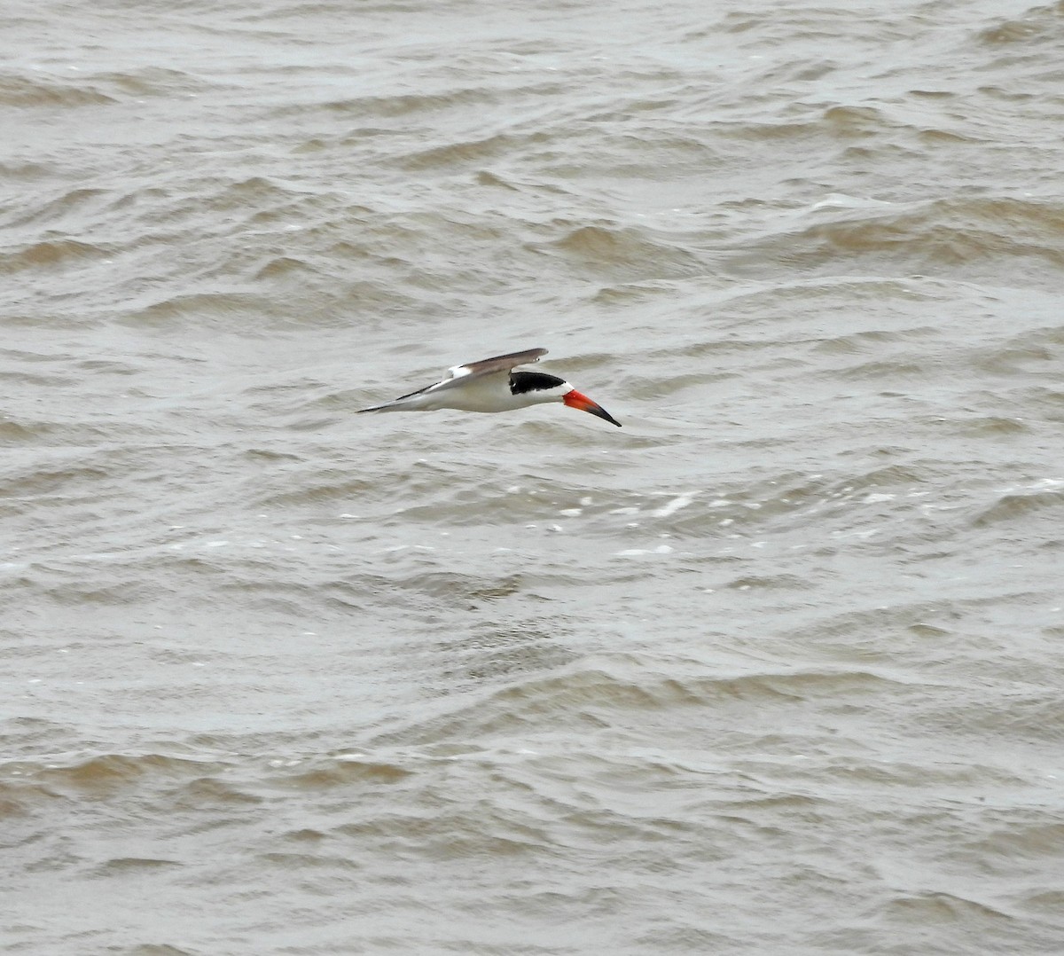 Black Skimmer - ML646604167
