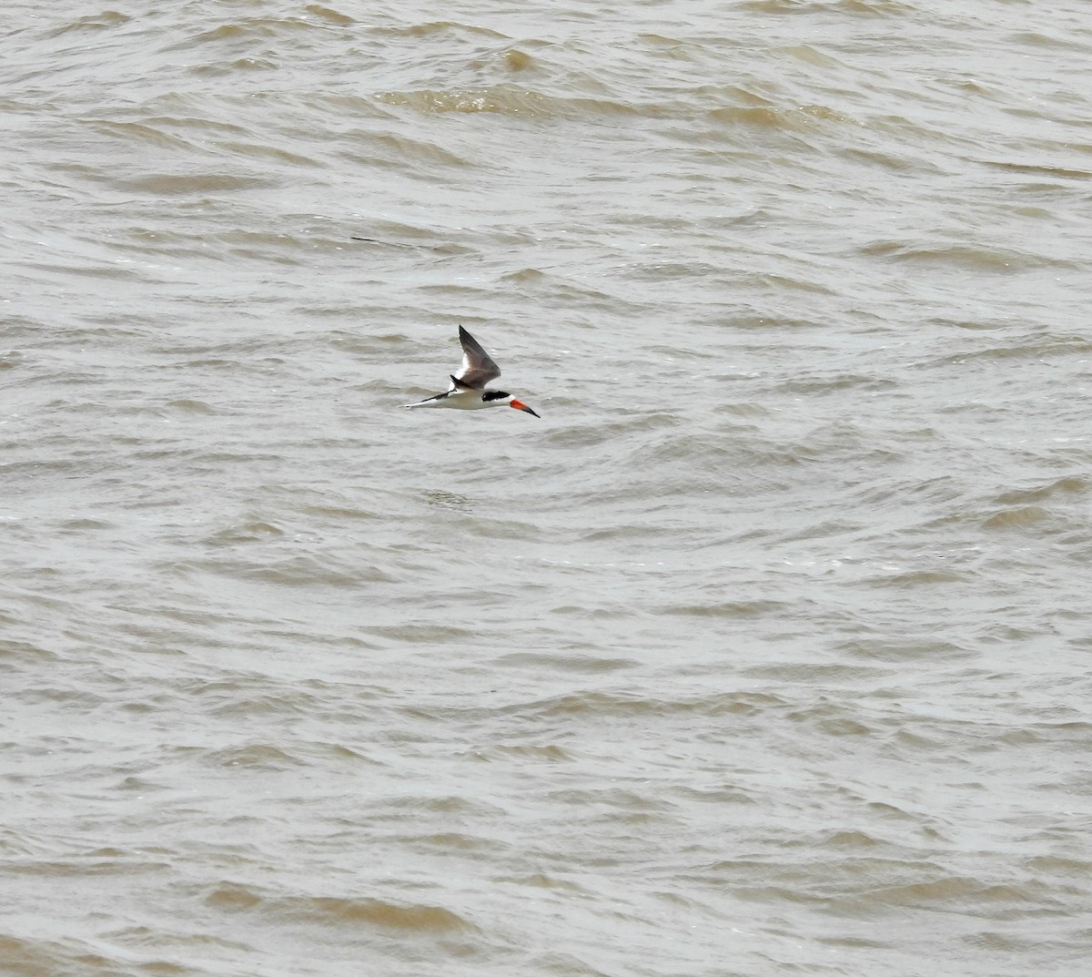 Black Skimmer - ML646604168
