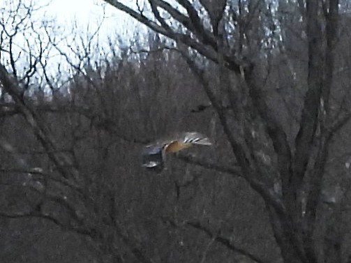 Red-shouldered Hawk - ML646604169