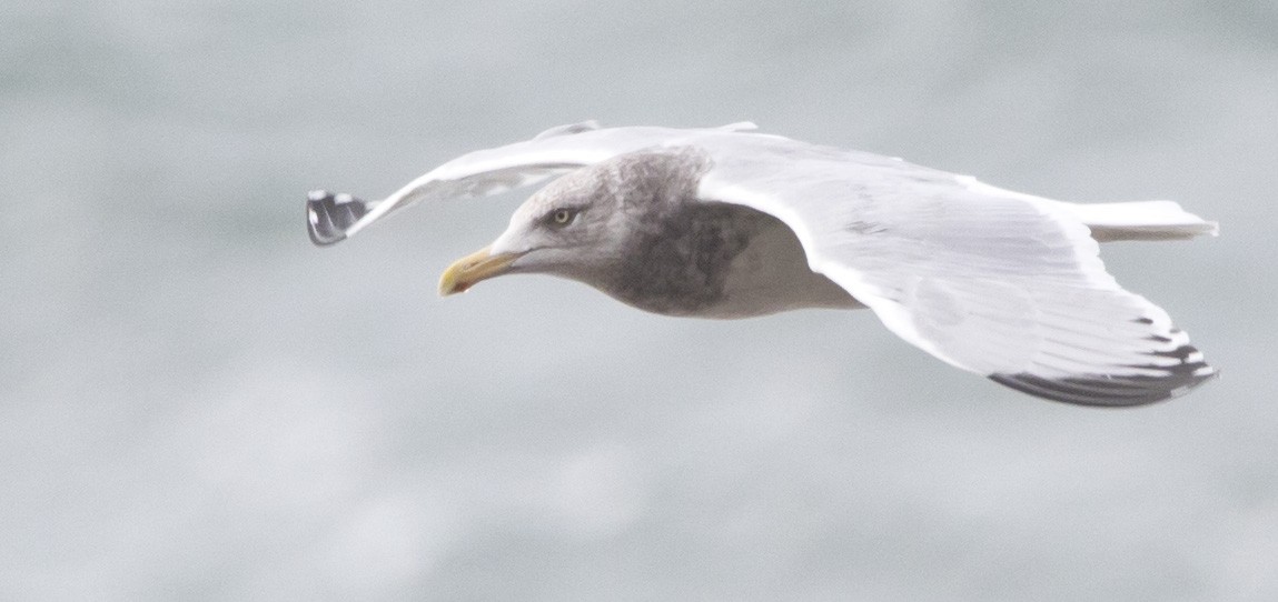 American Herring Gull - ML646604170