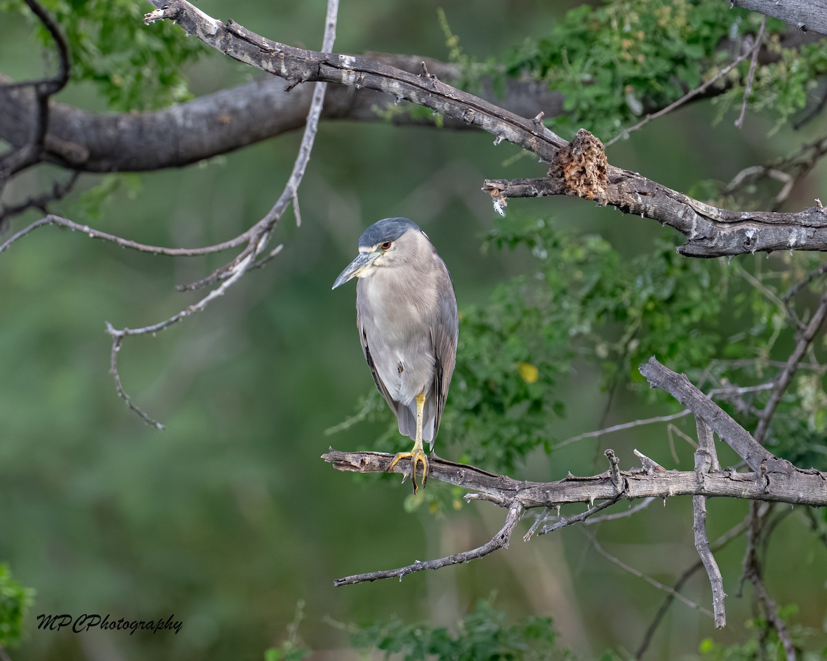 kvakoš noční - ML646604173