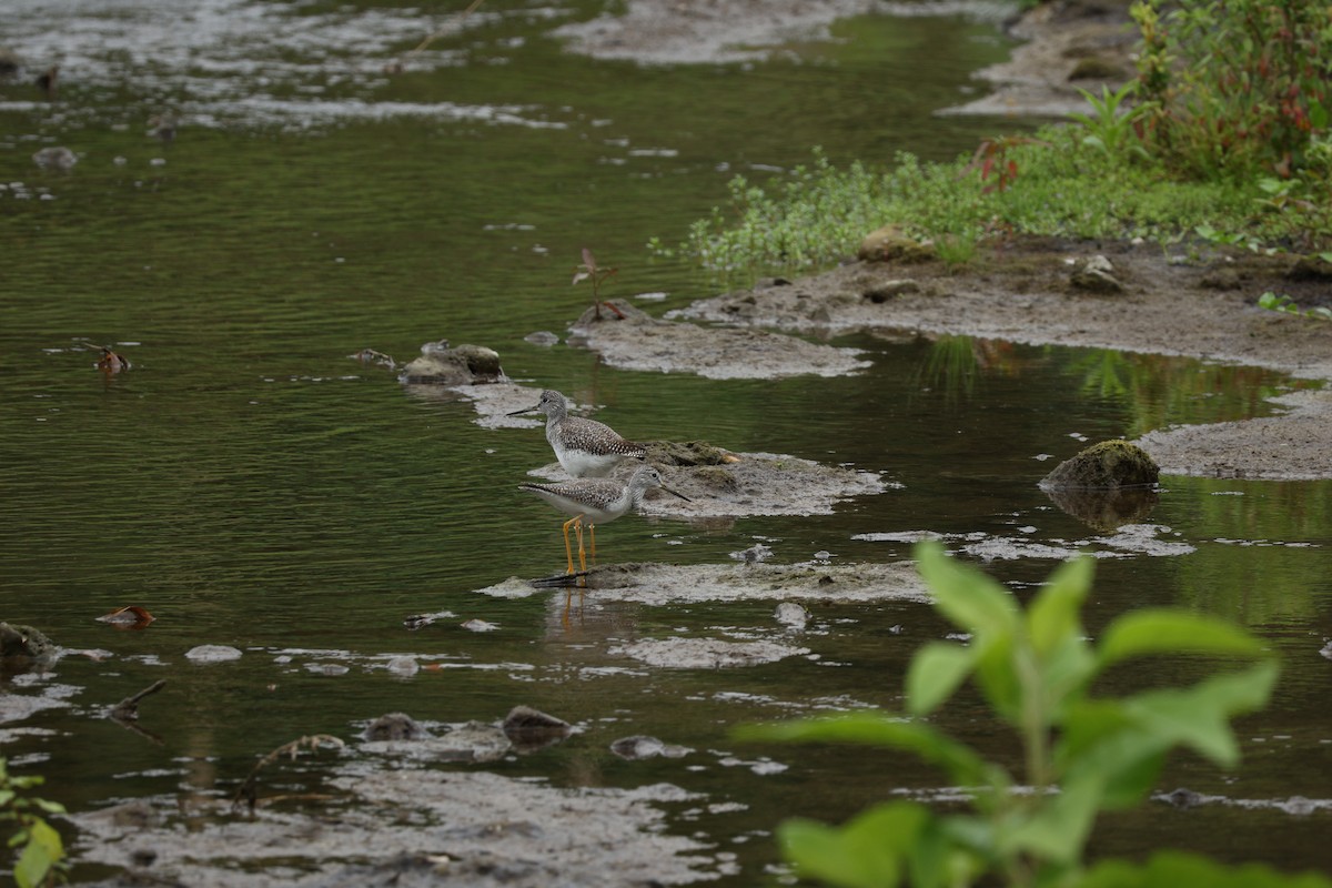 Greater Yellowlegs - ML646604174
