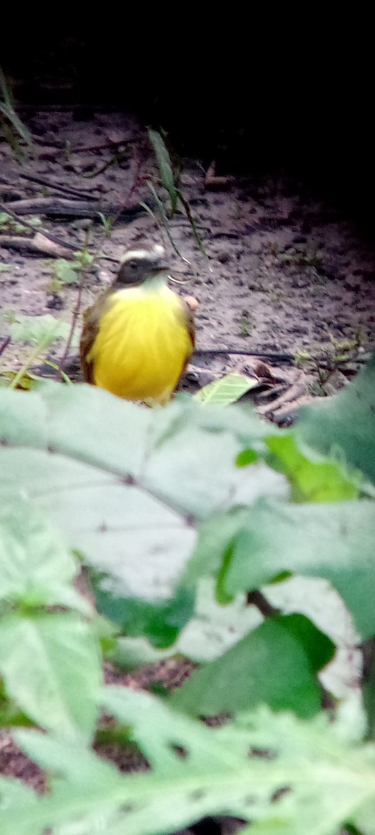 Красношапочный бентеви - ML646604175