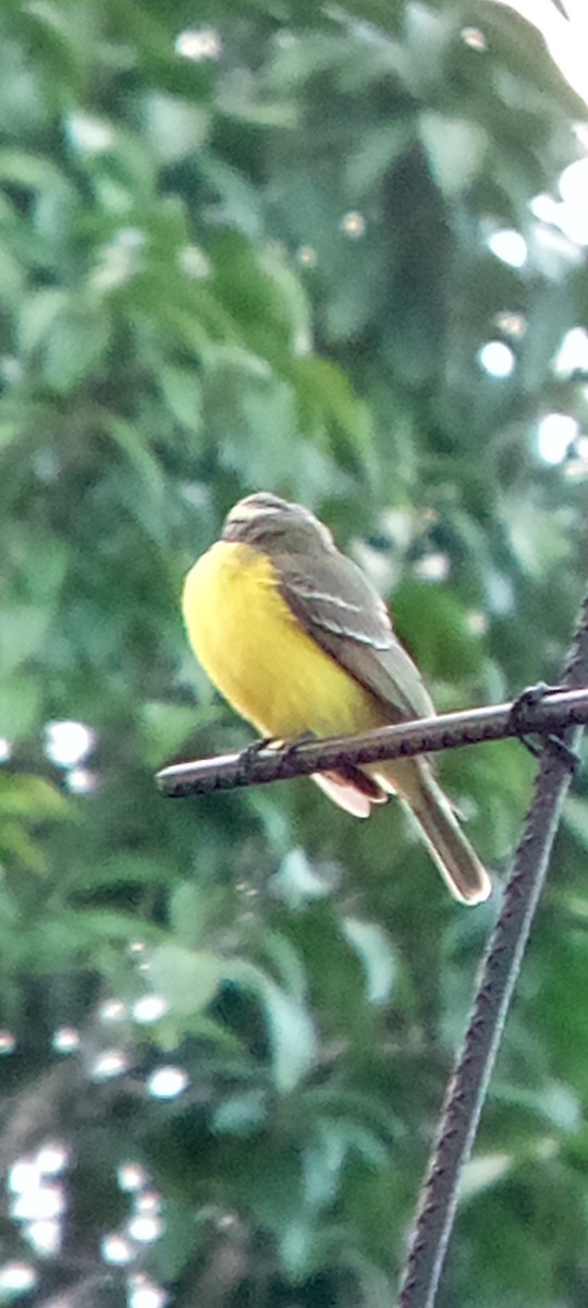 Красношапочный бентеви - ML646604176