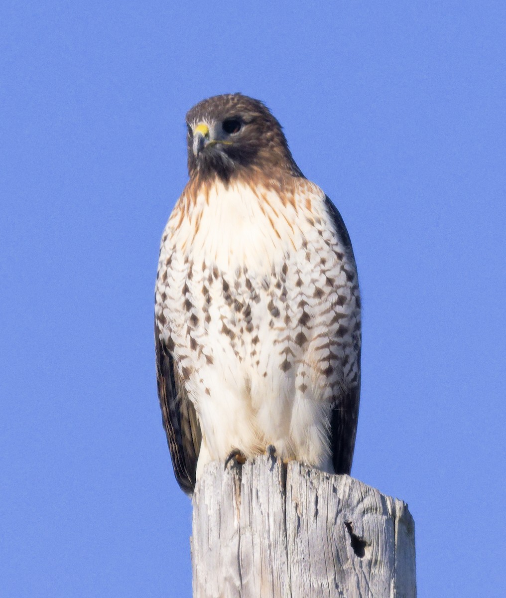 Red-tailed Hawk (borealis) - ML646604177