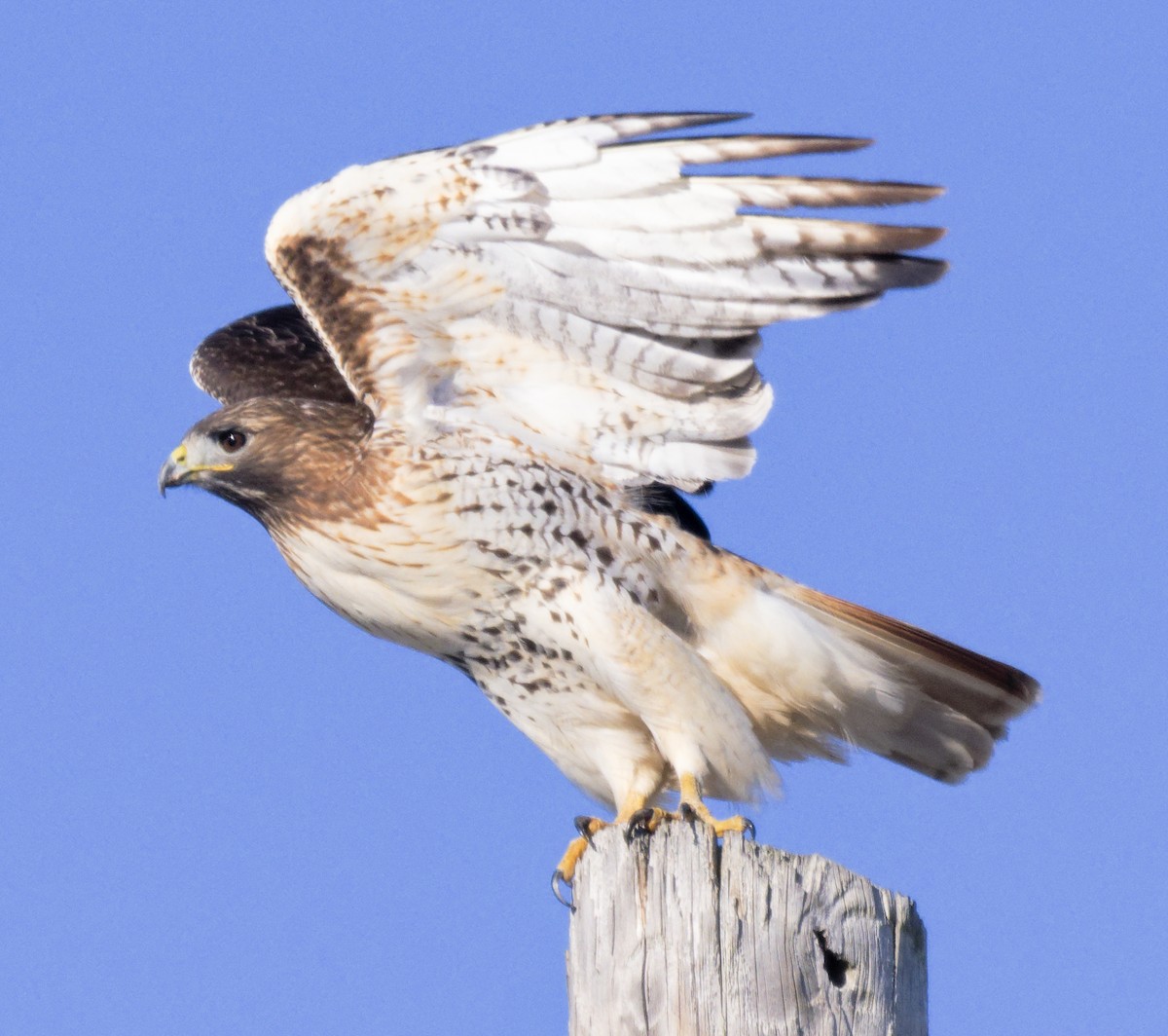 Red-tailed Hawk (borealis) - ML646604178