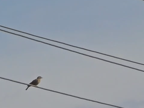 Jerdon's Bushlark - ML646604179