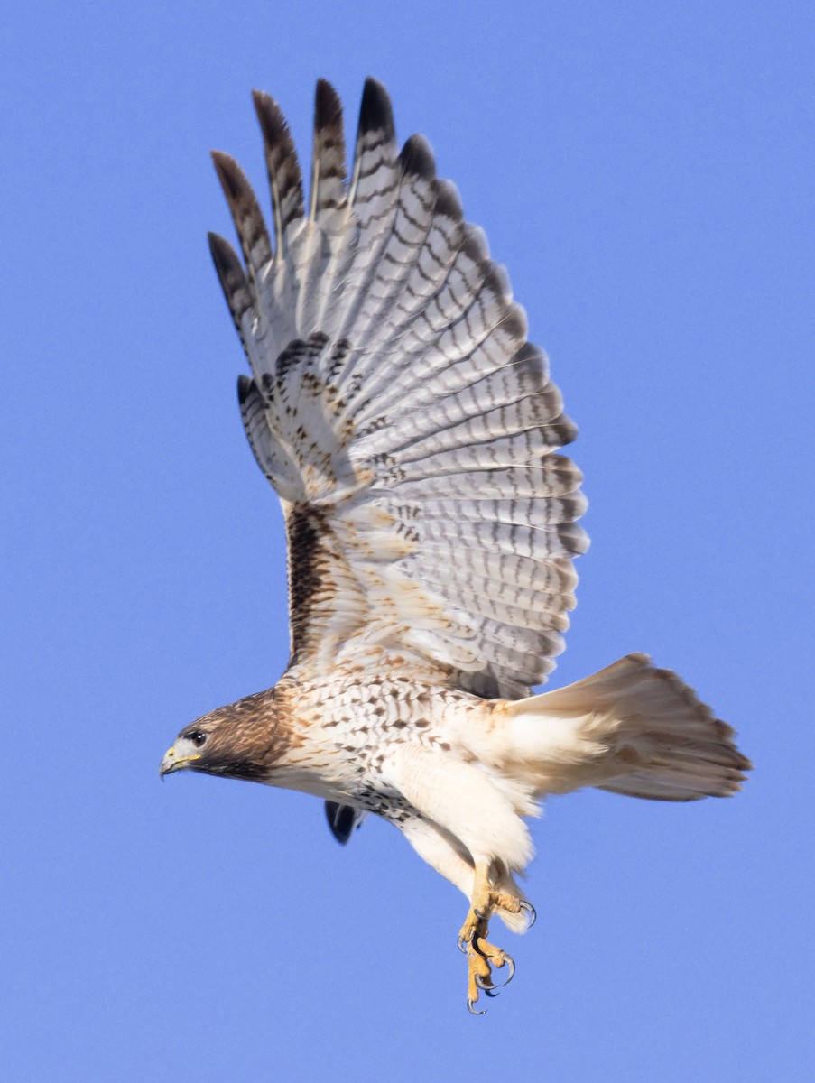 Red-tailed Hawk (borealis) - ML646604180