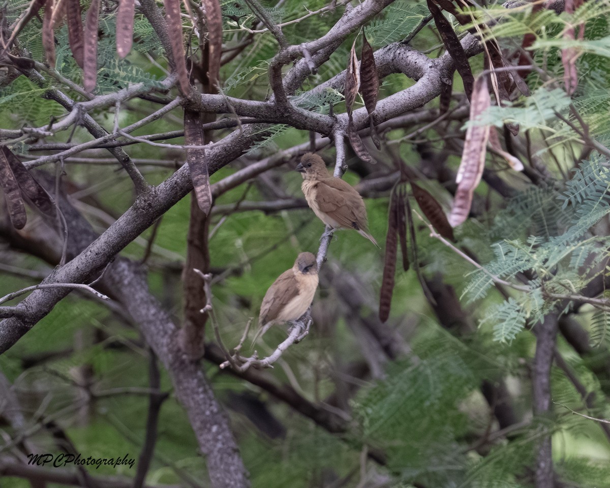 savannesølvnebb - ML646604181