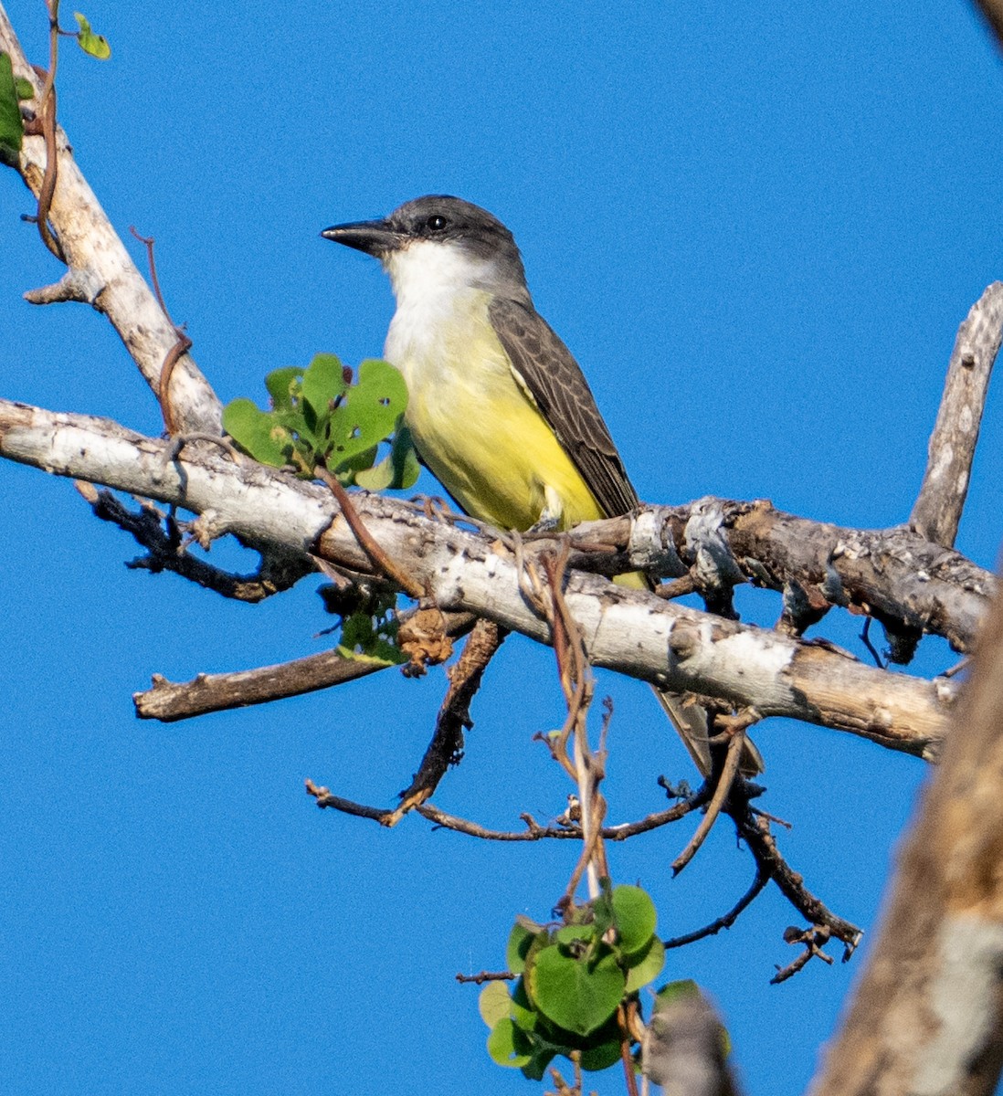 Thick-billed Kingbird - ML646604182