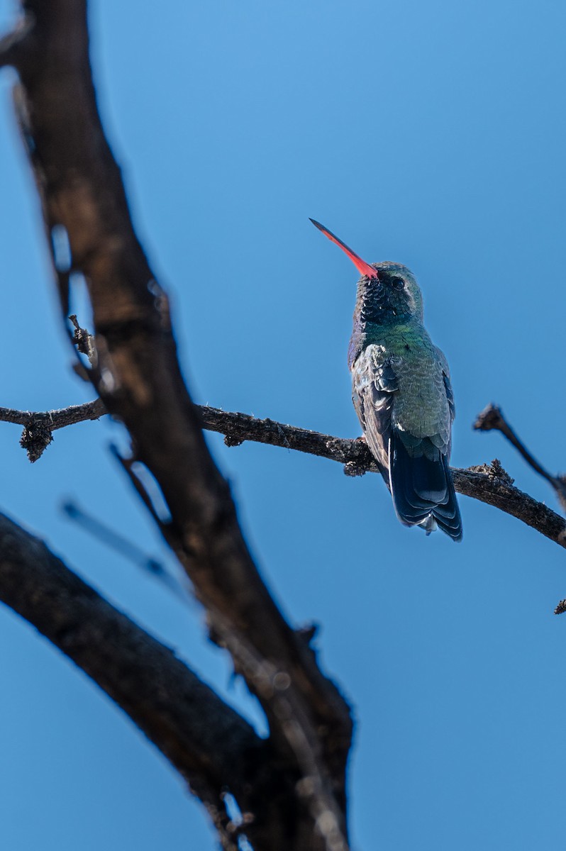 Broad-billed Hummingbird - ML646604183