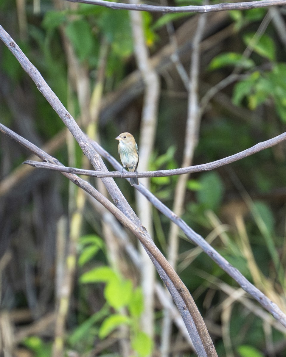 Indigo Bunting - ML646604184