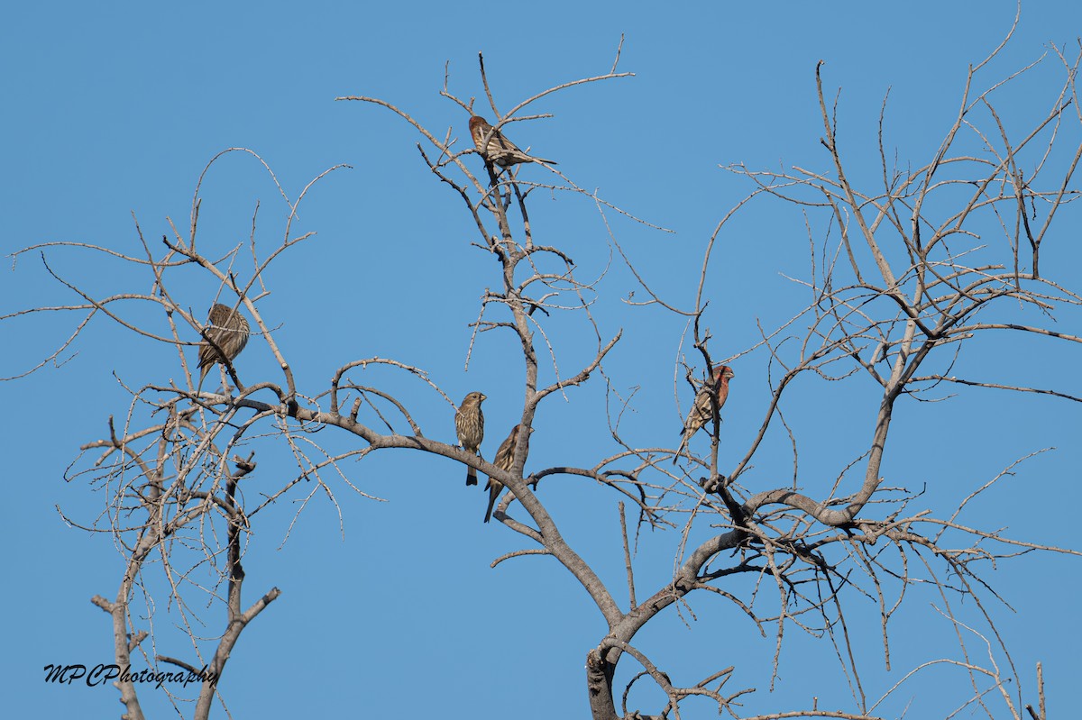 hýl rudoprsý - ML646604185