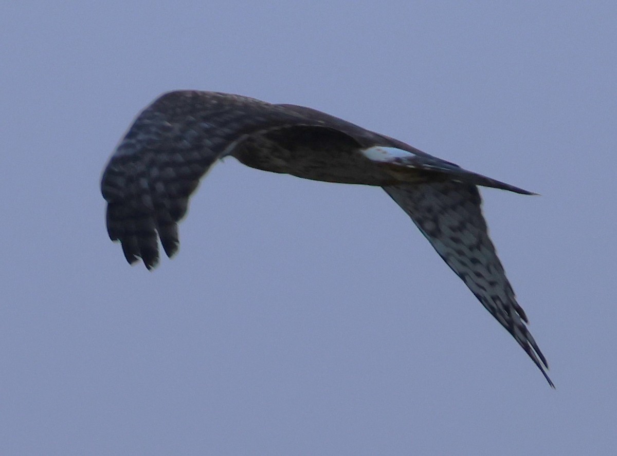 Американский лунь - ML646604186