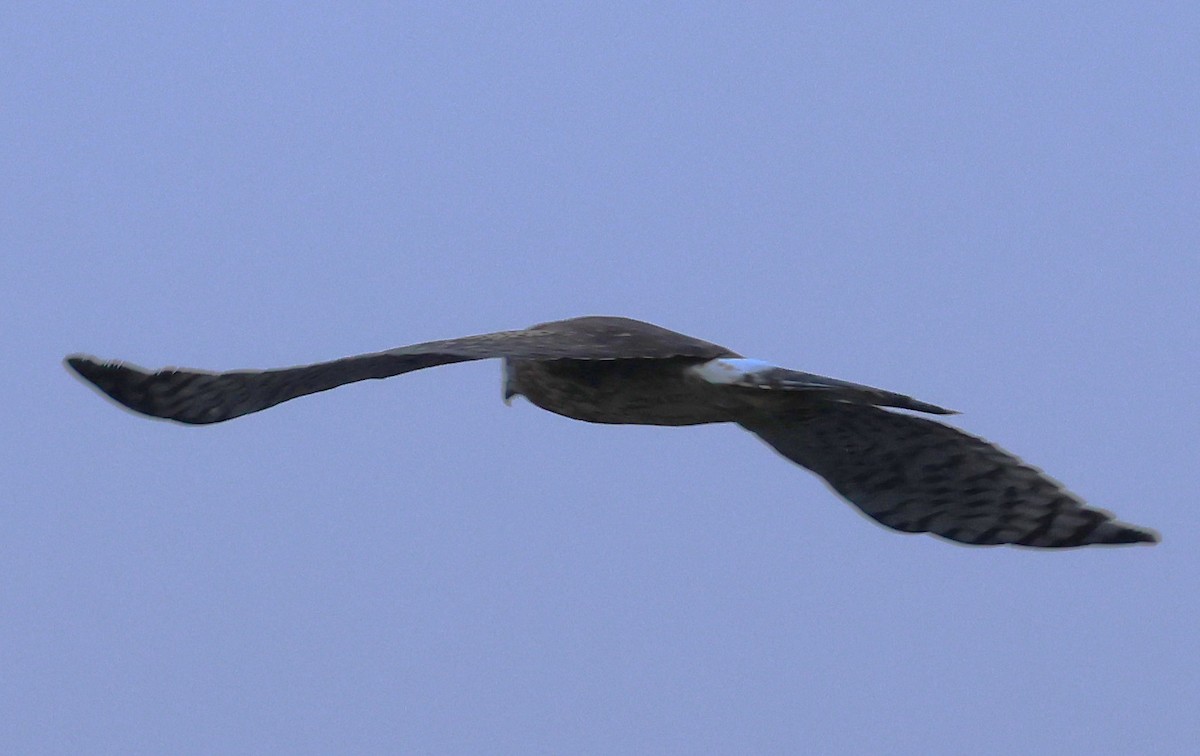 Американский лунь - ML646604187