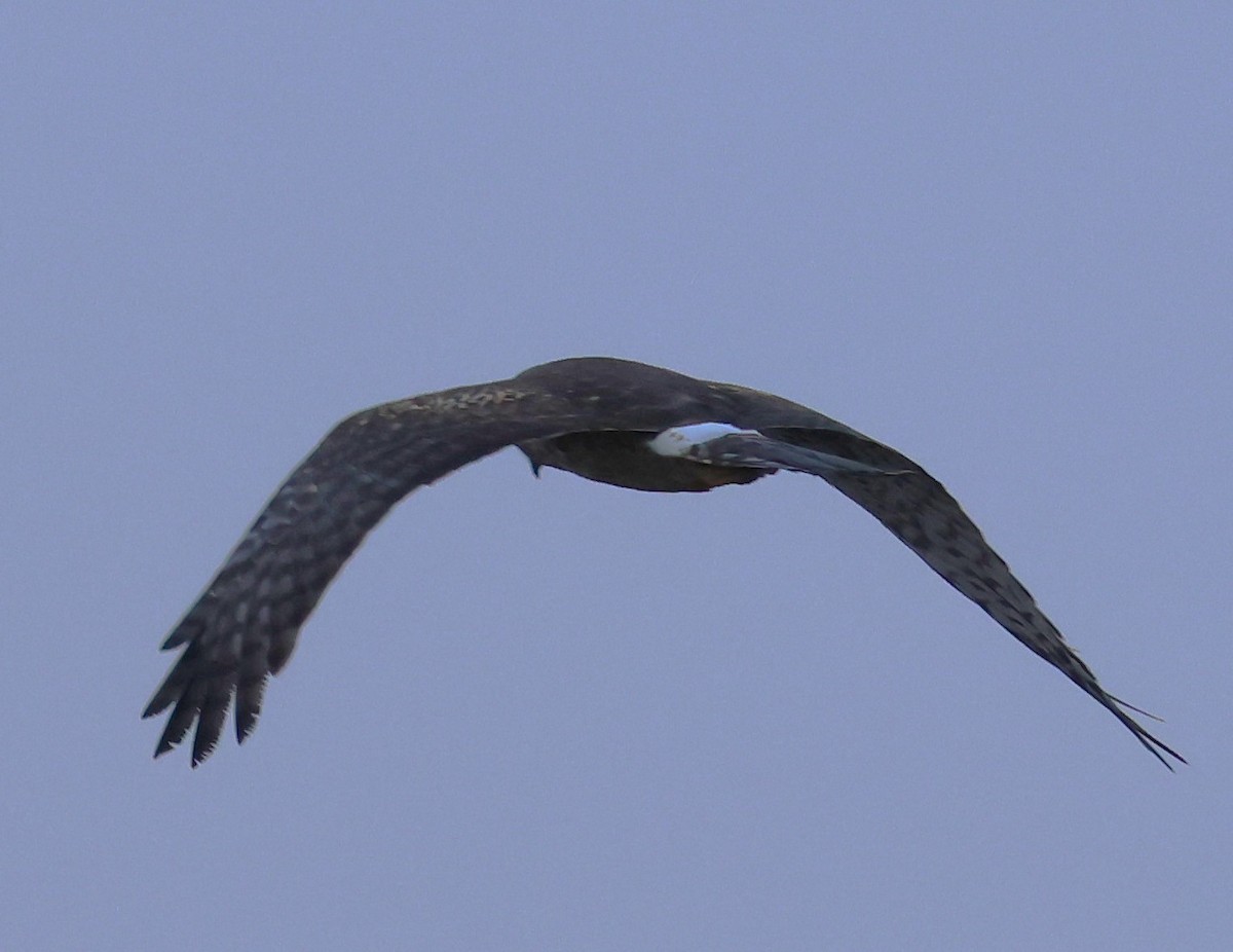 Американский лунь - ML646604188