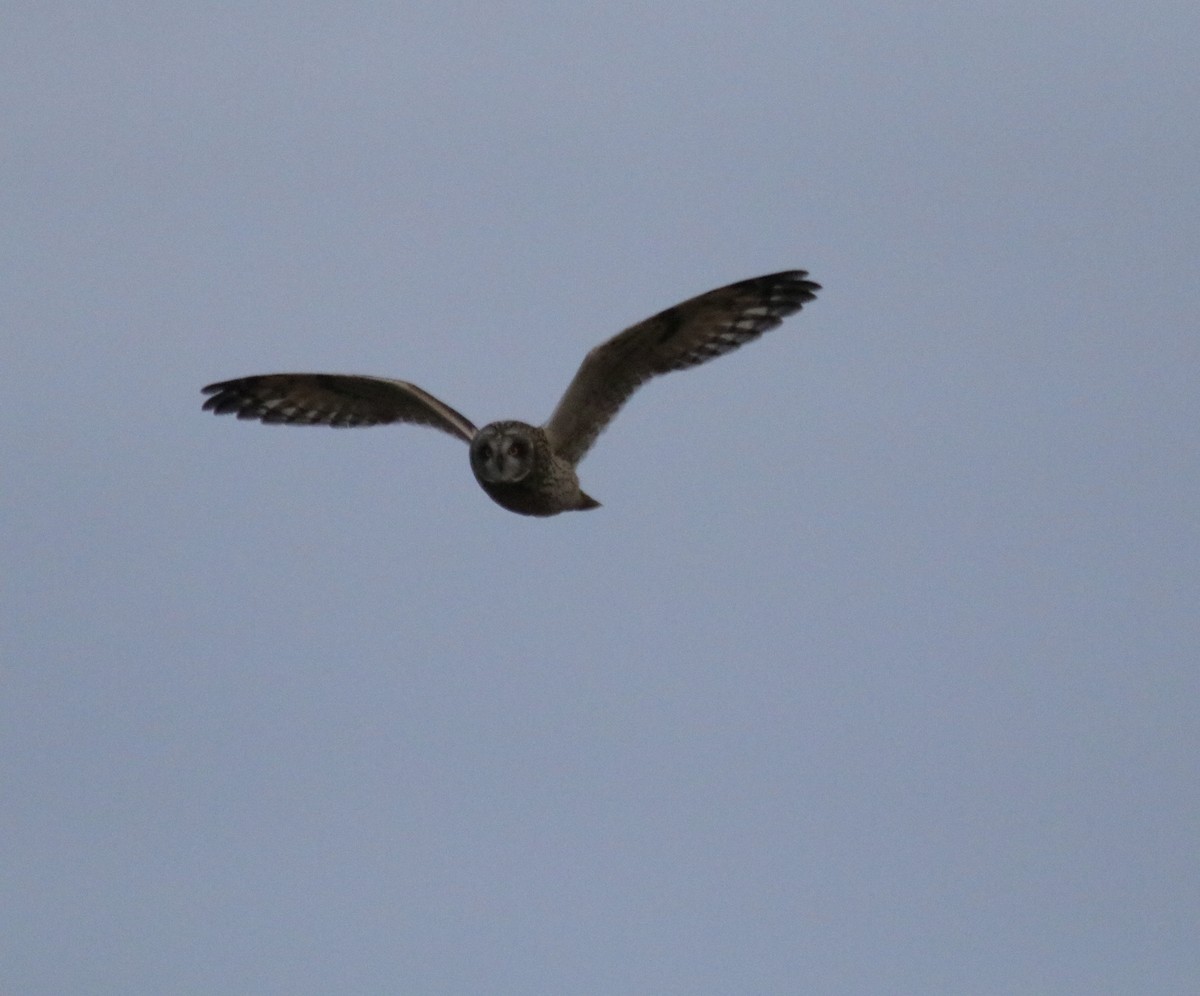 kalous pustovka - ML646604190