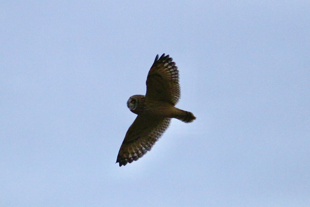 kalous pustovka - ML646604191