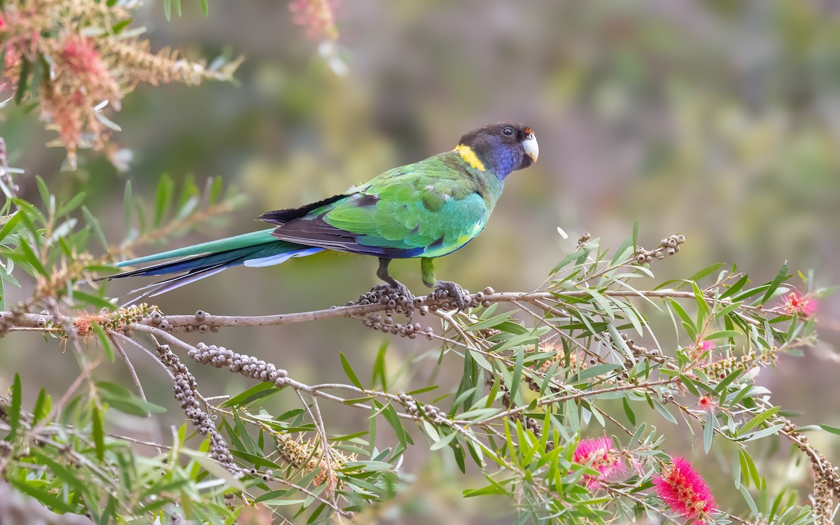 Australian Ringneck - ML646604192