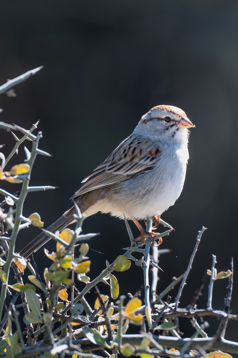 Rufous-winged Sparrow - ML646604193