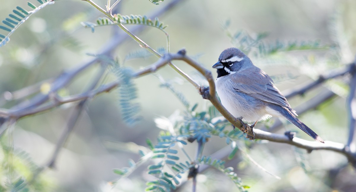Black-throated Sparrow - ML646604194