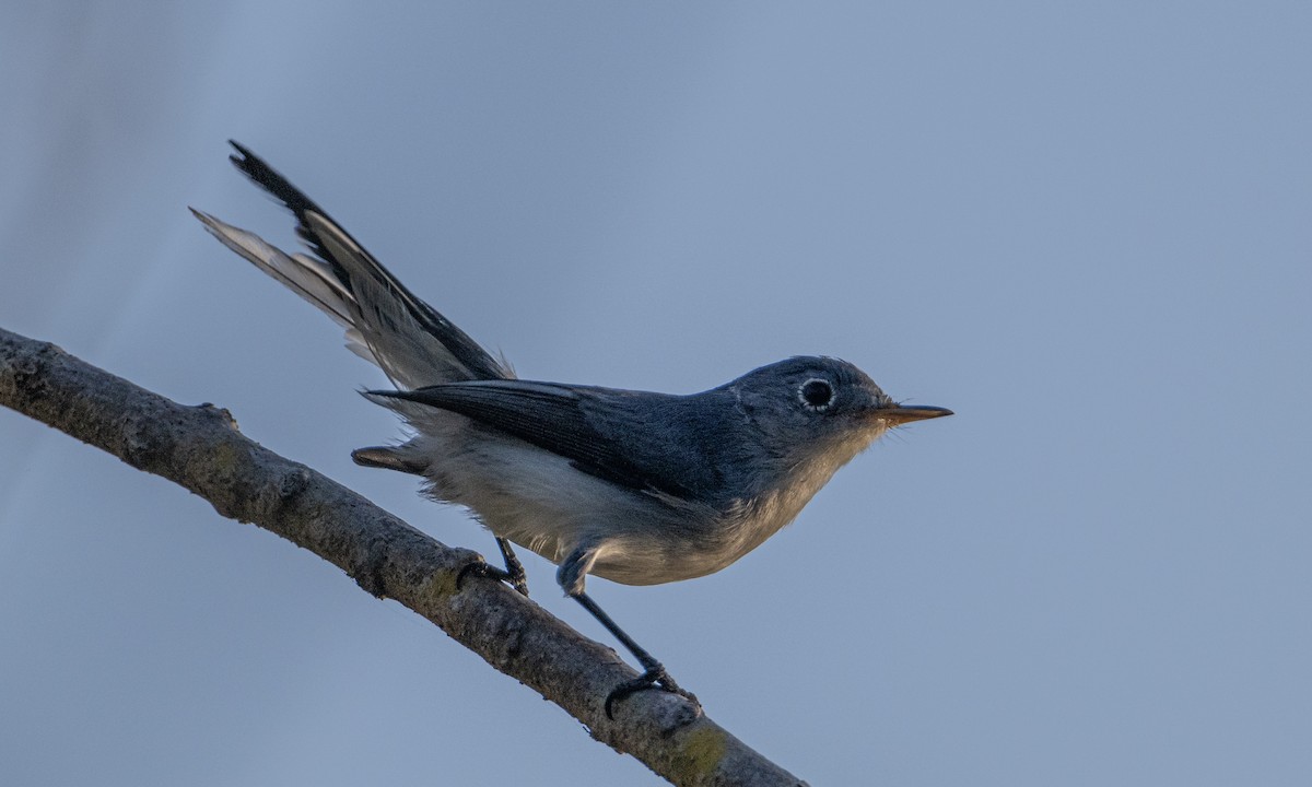 Blue-gray Gnatcatcher - ML646604195