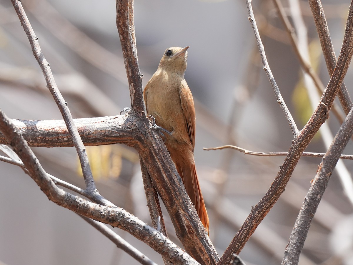 Olivaceous Woodcreeper (Reiser's) - ML646604196