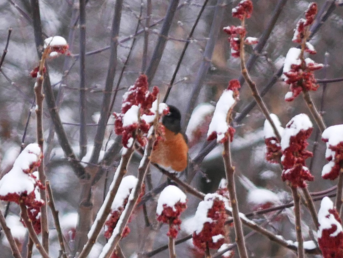 American Robin - ML646604197