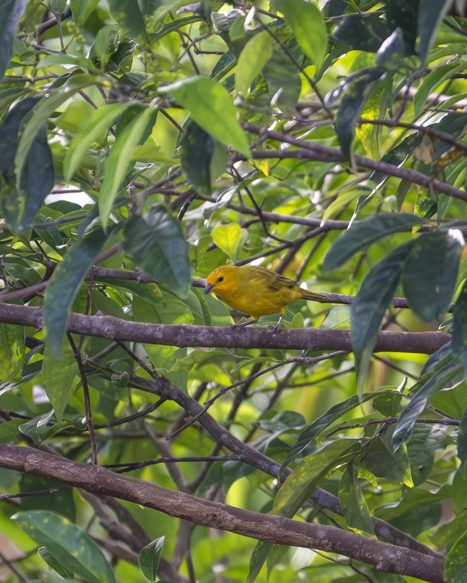 Sicale bouton-d'or - ML646604199