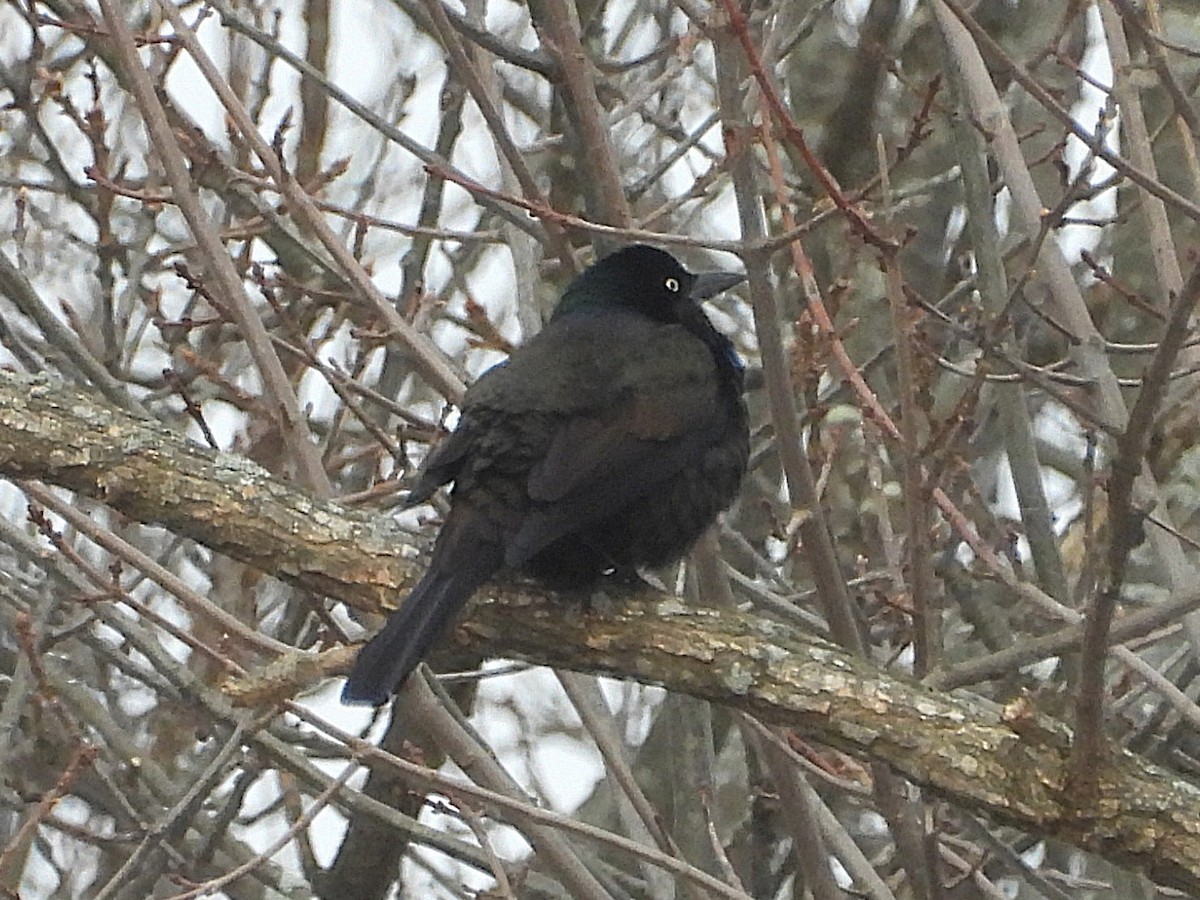 Common Grackle - ML646604203