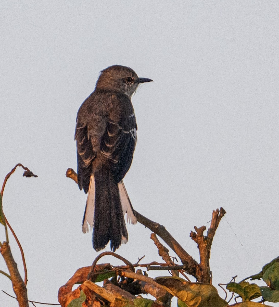 Northern Mockingbird - ML646604206