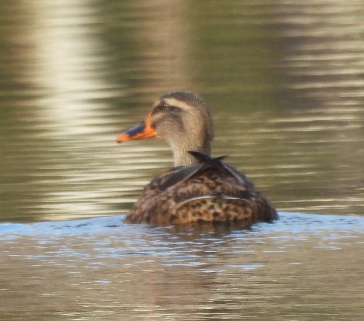 stokkand - ML646604209